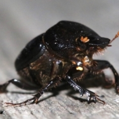 Onthophagus declivis at Ainslie, ACT - 20 Oct 2018 11:01 PM