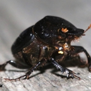 Onthophagus declivis at Ainslie, ACT - 20 Oct 2018