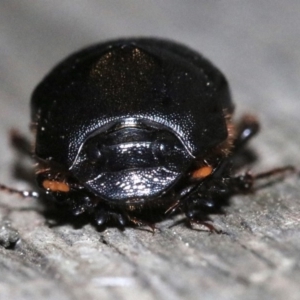 Onthophagus declivis at Ainslie, ACT - 20 Oct 2018 11:01 PM