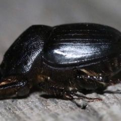 Onthophagus declivis at Ainslie, ACT - 20 Oct 2018 11:01 PM