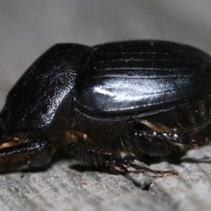 Onthophagus declivis at Ainslie, ACT - 20 Oct 2018