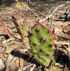 Opuntia sp. (Prickly Pear) at Campbell, ACT - 20 Oct 2018 by simonstratford