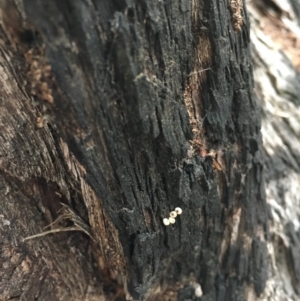 Papyrius nitidus at Hackett, ACT - 20 Oct 2018