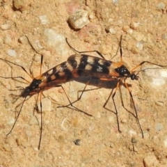 Gynoplistia (Gynoplistia) bella (A crane fly) at Chakola, NSW - 22 Oct 2018 by JohnBundock