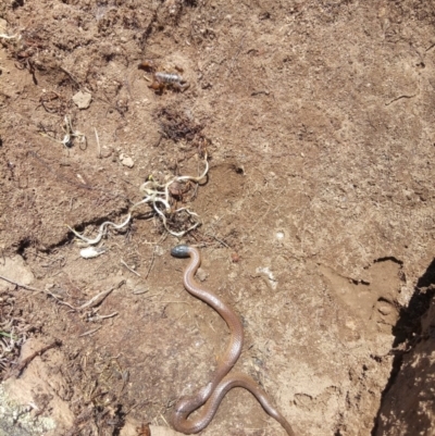 Parasuta dwyeri (Dwyer's Black-headed Snake) at QPRC LGA - 22 Oct 2018 by samreid007