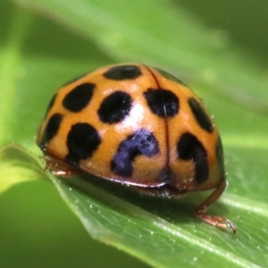 Harmonia conformis at Ainslie, ACT - 21 Oct 2018