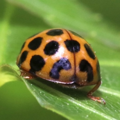 Harmonia conformis (Common Spotted Ladybird) at Ainslie, ACT - 21 Oct 2018 by jb2602