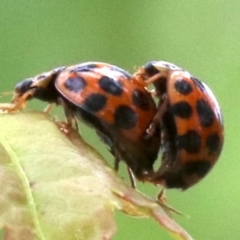 Harmonia conformis at Ainslie, ACT - 21 Oct 2018