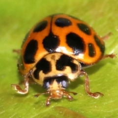 Harmonia conformis at Ainslie, ACT - 21 Oct 2018