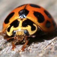 Harmonia conformis at Ainslie, ACT - 21 Oct 2018