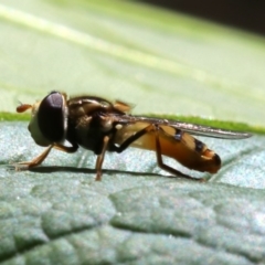 Simosyrphus grandicornis (Common hover fly) at Ainslie, ACT - 20 Oct 2018 by jbromilow50