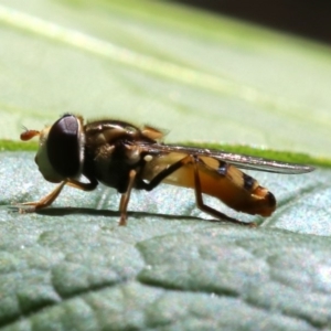 Simosyrphus grandicornis at Ainslie, ACT - 21 Oct 2018