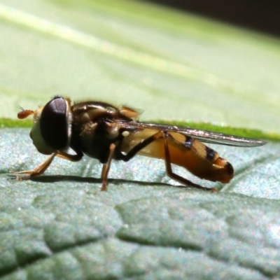 Simosyrphus grandicornis (Common hover fly) at Ainslie, ACT - 21 Oct 2018 by jb2602