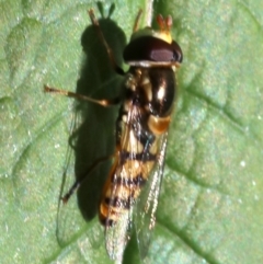 Simosyrphus grandicornis at Ainslie, ACT - 21 Oct 2018