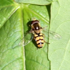 Simosyrphus grandicornis at Ainslie, ACT - 21 Oct 2018