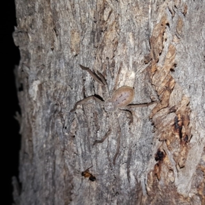 Isopeda sp. (genus) (Huntsman Spider) at Callum Brae - 22 Oct 2018 by Mike