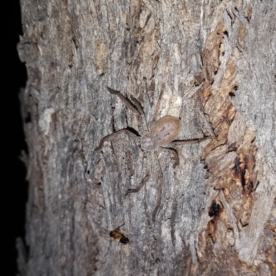 Isopeda (genus) (Huntsman Spider) at Symonston, ACT - 22 Oct 2018 by Mike
