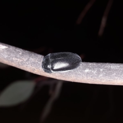 Pterohelaeus striatopunctatus (Darkling beetle) at Callum Brae - 22 Oct 2018 by Mike