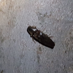 Monocrepidus sp. (genus) (Click beetle) at Callum Brae - 22 Oct 2018 by Mike