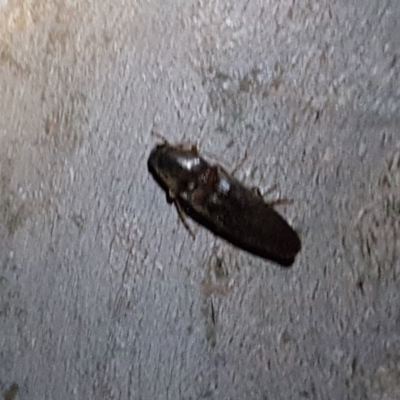 Monocrepidus sp. (genus) (Click beetle) at Callum Brae - 22 Oct 2018 by Mike