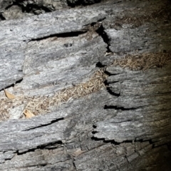 Papyrius nitidus (Shining Coconut Ant) at Callum Brae - 22 Oct 2018 by Mike