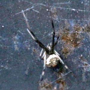 Latrodectus hasselti at Ainslie, ACT - 20 Oct 2018