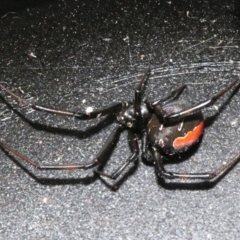 Latrodectus hasselti at Ainslie, ACT - 20 Oct 2018 11:01 AM