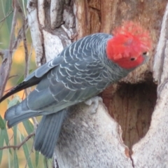 Callocephalon fimbriatum (Gang-gang Cockatoo) at Hughes, ACT - 22 Oct 2018 by RobParnell