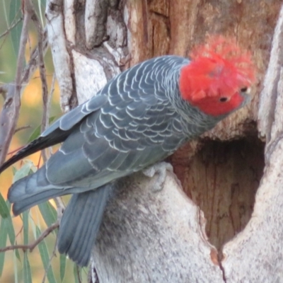 Callocephalon fimbriatum (Gang-gang Cockatoo) at Hughes, ACT - 22 Oct 2018 by RobParnell