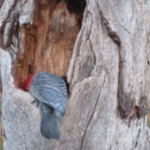 Callocephalon fimbriatum at Hughes, ACT - 22 Oct 2018