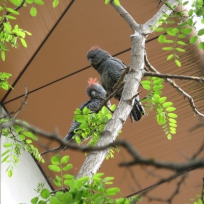 Callocephalon fimbriatum (Gang-gang Cockatoo) at Kingston, ACT - 18 Oct 2018 by RobParnell