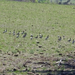 Chenonetta jubata (Australian Wood Duck) at Paddys River, ACT - 22 Oct 2018 by RodDeb