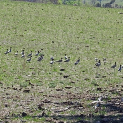 Chenonetta jubata (Australian Wood Duck) at Paddys River, ACT - 22 Oct 2018 by RodDeb