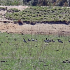 Chenonetta jubata at Paddys River, ACT - 22 Oct 2018 11:33 AM