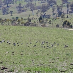 Chenonetta jubata at Paddys River, ACT - 22 Oct 2018 11:33 AM