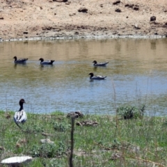 Chenonetta jubata at Paddys River, ACT - 22 Oct 2018 11:33 AM