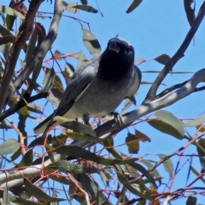 Coracina novaehollandiae at Paddys River, ACT - 22 Oct 2018 02:29 PM