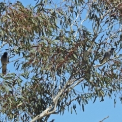 Coracina novaehollandiae at Paddys River, ACT - 22 Oct 2018 02:29 PM