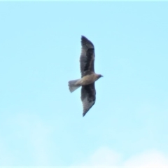 Hieraaetus morphnoides (Little Eagle) by KumikoCallaway