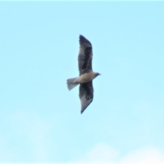 Hieraaetus morphnoides (Little Eagle) at Fyshwick, ACT - 18 Oct 2018 by KumikoCallaway