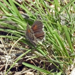 Lucia limbaria (Chequered Copper) at Tennent, ACT - 22 Oct 2018 by RodDeb