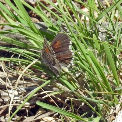 Lucia limbaria (Chequered Copper) at Tennent, ACT - 22 Oct 2018 by RodDeb