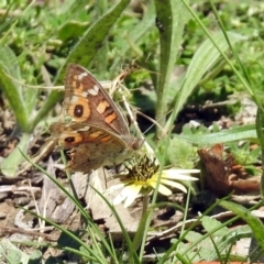 Junonia villida (Meadow Argus) at Gigerline Nature Reserve - 22 Oct 2018 by RodDeb