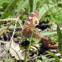 Junonia villida at Tennent, ACT - 22 Oct 2018