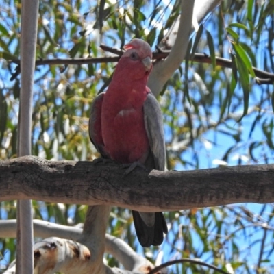 Eolophus roseicapilla (Galah) at Tennent, ACT - 22 Oct 2018 by RodDeb