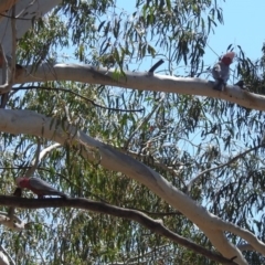 Eolophus roseicapilla at Tennent, ACT - 22 Oct 2018