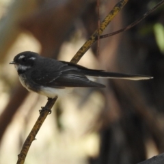Rhipidura albiscapa (Grey Fantail) at Gigerline Nature Reserve - 22 Oct 2018 by RodDeb