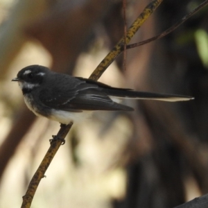 Rhipidura albiscapa at Tennent, ACT - 22 Oct 2018 12:05 PM