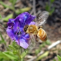 Apis mellifera (European honey bee) at Gigerline Nature Reserve - 22 Oct 2018 by RodDeb