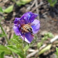 Apis mellifera at Tennent, ACT - 22 Oct 2018